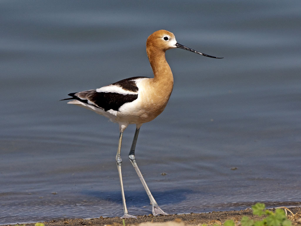 American Avocet